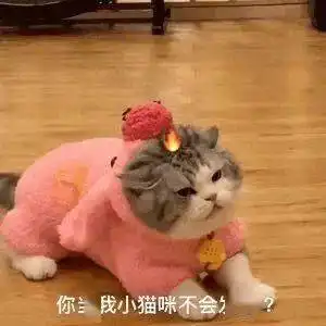 猫咪大头表情包