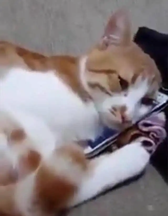 老奶奶离世后,猫咪看到昔日与主人玩耍的视频,悲伤表情令人动容