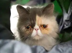 英宠物猫表情忧郁惹人怜爆红网络组图