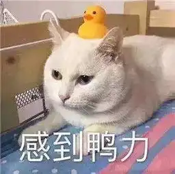 沙雕网友战痘比宫斗还刺激,不懂规矩就要打