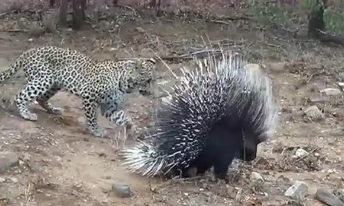 豹子对豪猪穷追不舍,终于忍不住咬了一口,结果豹子悲剧了