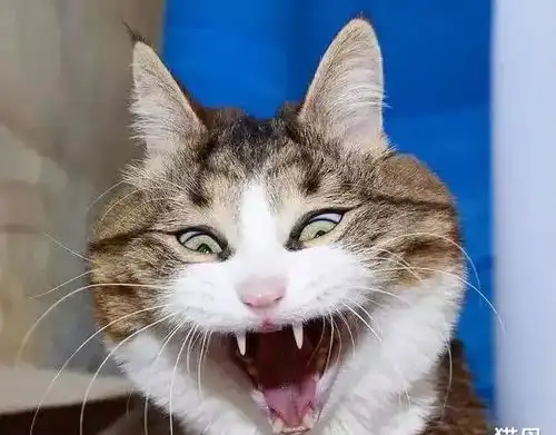 行走的表情包,你家有吗每只猫都是天生表情包