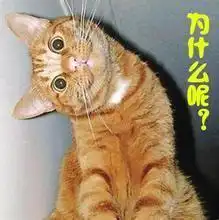 铲屎官,自从朕傍上了富婆,发现人生真是多姿多彩