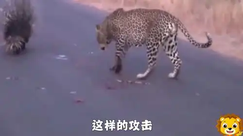 花豹被豪猪扎了后,来了倔脾气,非要弄死它,是咬死了