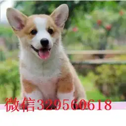 哈尔滨哪里有卖柯基犬正规狗场专业繁殖各类名犬