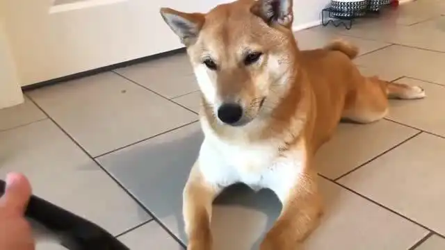 柴犬你这是听到什么了,竟然露出了这种表情