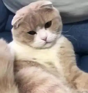 猫咪糗事,忍不住咬了自己晃动的尾巴,主人在一旁捂着嘴笑