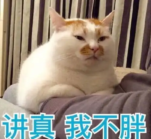 猫咪的身体有多柔软足以令猫奴怀疑人生