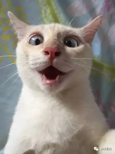 一只吃惊的猫,这表情真的可以说非常沙雕了...