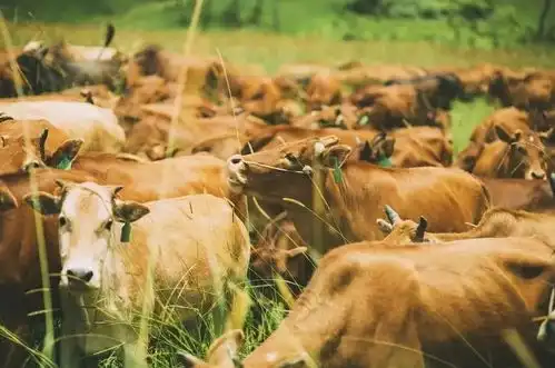 五折开平这家牛肉火锅,号称要让全城吃货沦陷