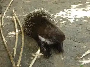 箭猪