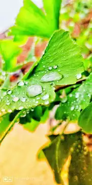 雨后小故事