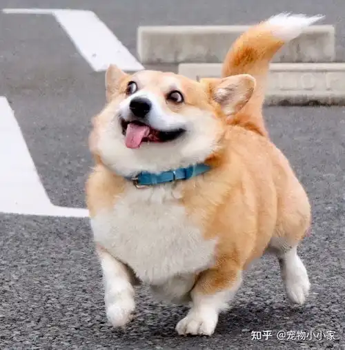 判断狗狗年龄,可以用这几种方法