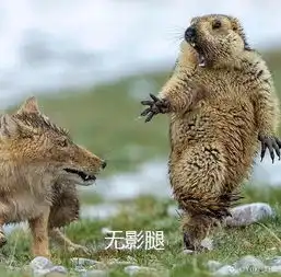 中国摄影师斩获年度野生生物摄影师大赛大奖,网友脑补出一堆表情包