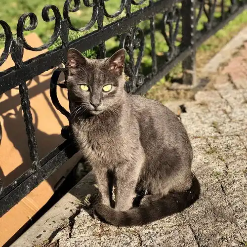 一大波土耳其猫送给你