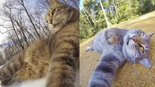 什么我的表情包猫猫去世了