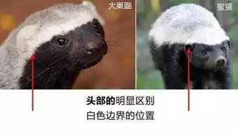 鹰眼看世界山寨版平头哥,蜜獾的孪生兄弟,继承了外表却没有它的胆量