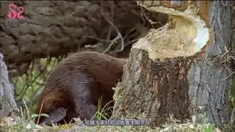 蜜獾杀鳄鱼