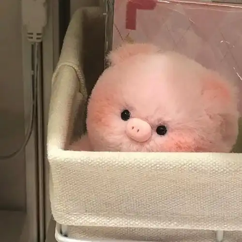 小香猪语言是有力量的