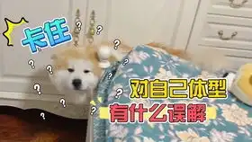 50只柴犬的聚会黑柴被吓成了表情包