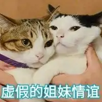 虚假姐妹情表情包