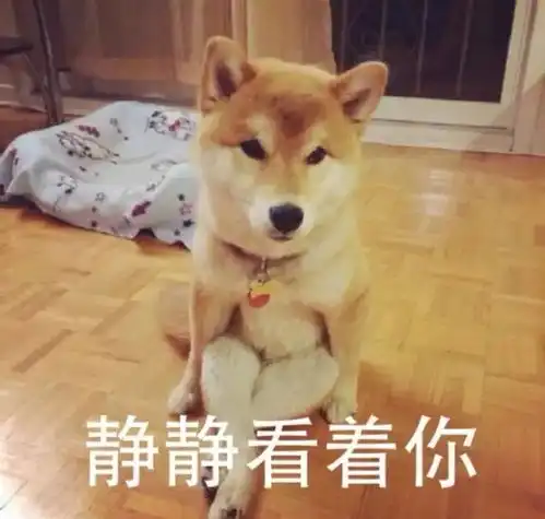 趣柴犬来了,二哈地位不保