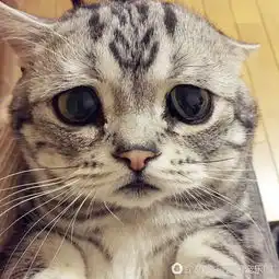 世界上最悲伤的小猫咪,忍不住想摸摸头安慰它一下时尚