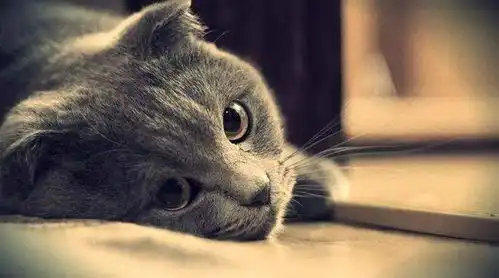 猫咪换了新主人后,对喵的心理会造成一定的伤害