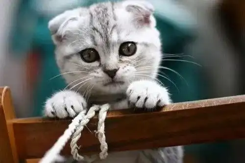 猫驱虫药喂多了会死吗