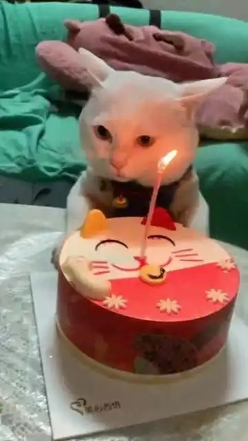 现在的猫都过生日了吗,不过看它的表情,好像并不快乐
