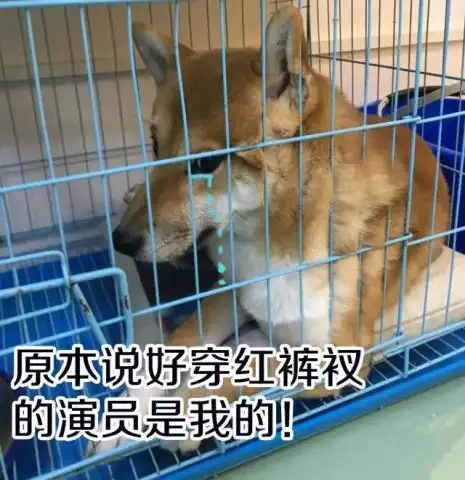 猫狗也会吐槽铲屎官见证塑料友谊情的时候到了