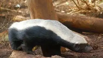 河马
