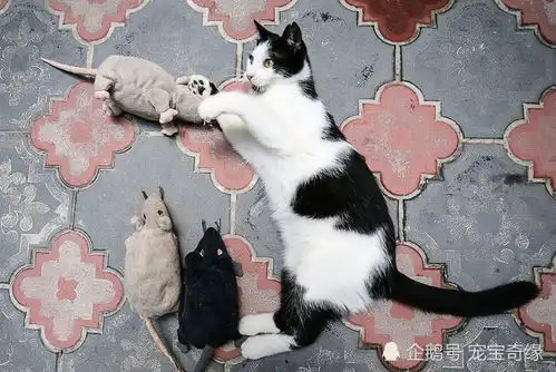 资深铲屎官告诉你猫咪的一些奇怪行为到底什么意思
