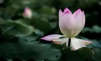 白云区竟然有一个免费的绝美拍照胜地骑车美景机动游戏