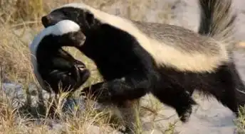 父亲节特别策划虎父无犬子体育一家人新浪视频