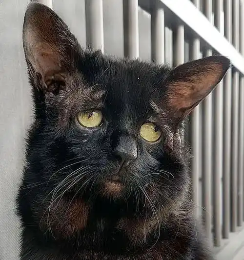 猫盯着水碗不喝不动,就是快要死了猫快被嘴巴
