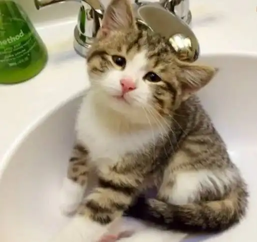 垃圾桶里的猫咪自带悲伤表情,看这小眼神,是你你忍心拒绝吗
