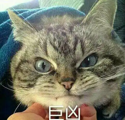 骗了猫咪3次之后,猫主子跟我冷战了12个小时