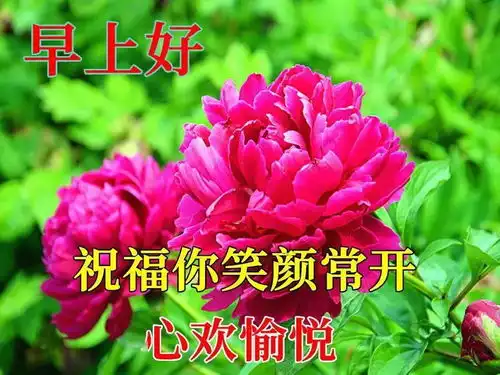 早上好表情包,送上温馨祝福,有您真好,开心无烦恼问候真正的朋友清风送爽