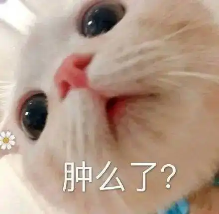 猫咪表情包今晚一起吃饭吗
