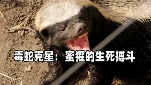 毒蛇克星蜜獾的生死搏斗