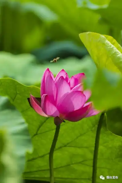 今日入伏,愿你安然度夏