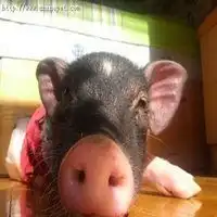 荷兰小香猪头像微信头像图片大全