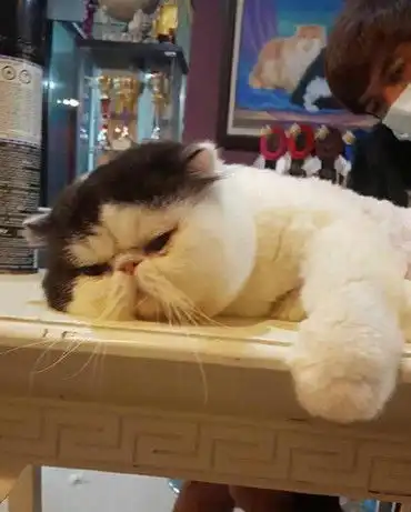 猫咪被带去免费修毛,行动上极其老实,脸上表情却早已出卖了它