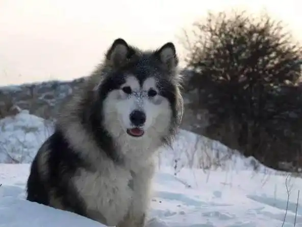 哈士奇带领的雪橇三傻都有什么特点