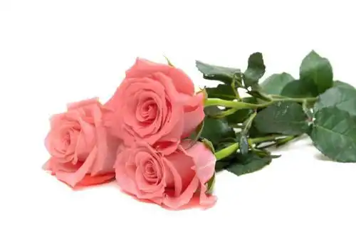 白玫瑰红玫瑰粉玫瑰香槟玫瑰百合花各一只代表什么