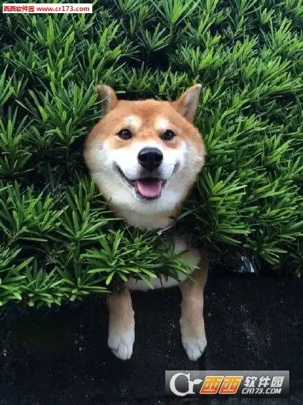 柴犬搞笑表情包