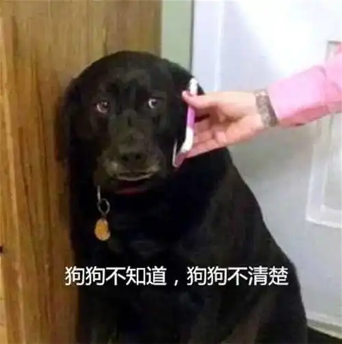 狗子趁男主不在疯狂捣乱,没想被女主用绝招对付,吓成了表情包帝