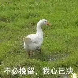 网红比心鸭子表情包哪里有最新最全比心鸭子表情包分享