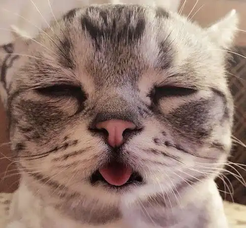 拥有全世界最忧伤表情的小猫,它可怜的模样真的会让人看到好揪心